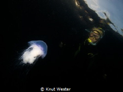 A blue jellyfish hovering before a snorkeler. by Knut Wester 
